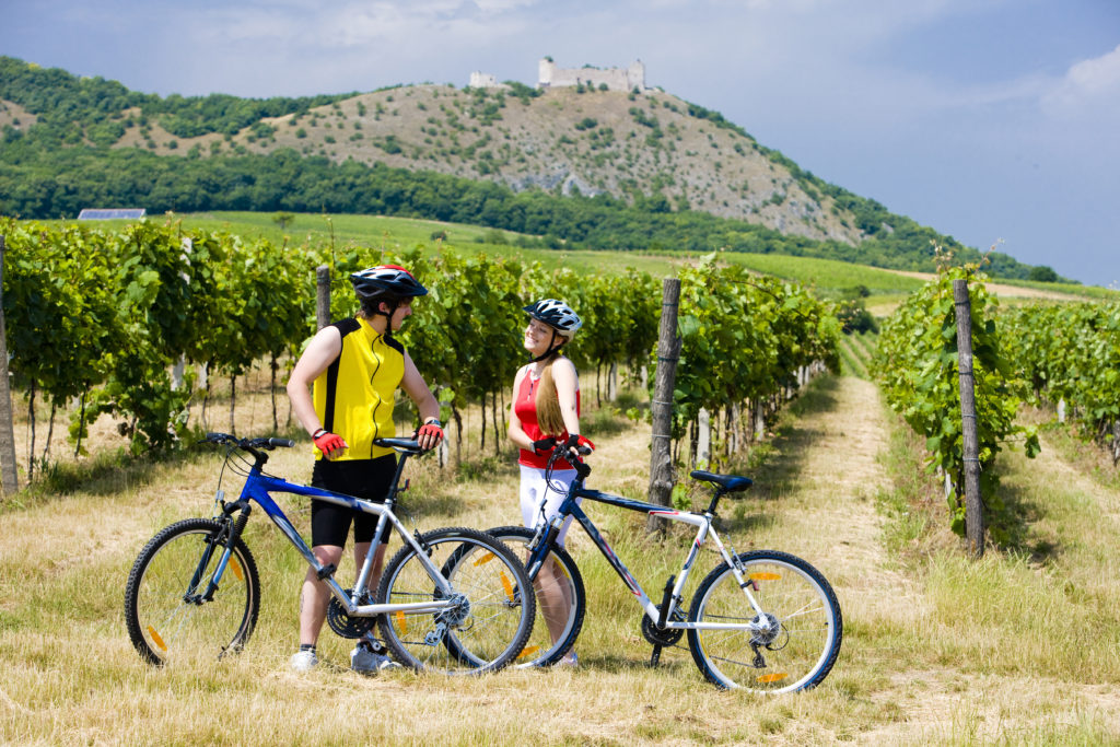 VINEYARD AND BICYCLE TRAILS